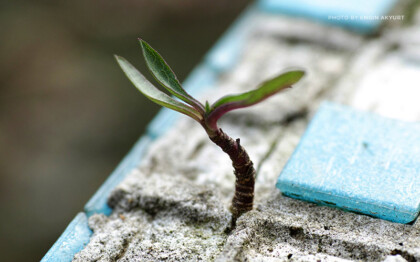 Nurture wealth to become financially strong